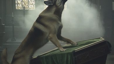 Photo of Son’s Dog’s Urgent Barking Exposes an Empty Coffin at the Funeral