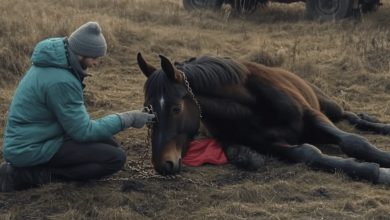 Photo of Wild Horse’s Chains Cut, Vet’s Courage Unleashes a Gratitude Like No Other