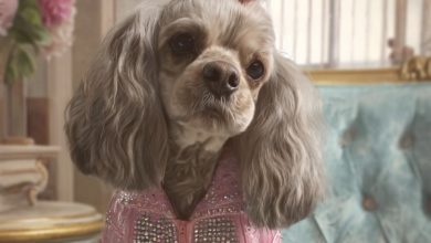 Photo of Each Time I Came Home from a Business Trip, My Dog’s New Look Fueled My Doubts—Until Her Collar Spilled My Husband’s Secret