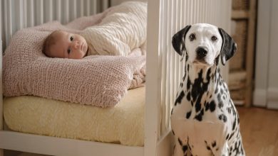 Photo of How Our Dalmatian’s Bark Nearly Cost Him His Home—Until the Baby Monitor Caught Everything