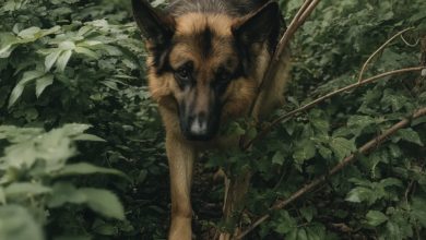 Photo of Neighbors Discover Why the Dog Has Been Hiding in the Bush for Three Days