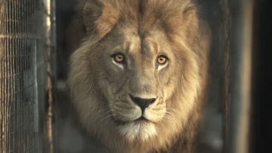 Photo of After a Lifetime on Cold Concrete, This Lion’s First Touch of Grass Will Melt Your Heart