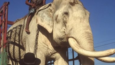 Photo of After 40 Years of Hard Life Entertaining Tourists, This Elephant Finally Finds Freedom