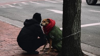 Photo of A Dog Left Outside in the Cold Got a Surprise That Melted Hearts Everywhere