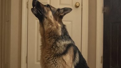 Photo of My Dog Wouldn’t Stop Howling When the Kids Left with My Mother-in-Law – I Had to Find Out Why