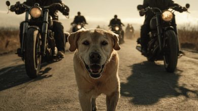 Photo of Dog Pursues Motorcycles for 200 Miles Before Collapsing