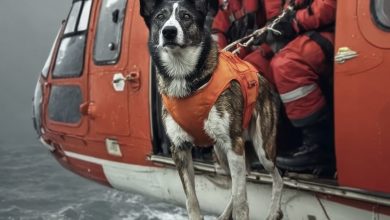 Photo of When the Rescue Dog Dove from the Helicopter, I Finally Understood Whom He Was Coming For