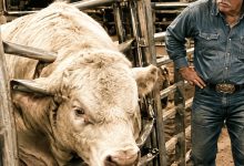 Photo of Everyone Thought My Bull Was Just Being Stubborn Until an Old Man Stood Up Behind the Sale Ring